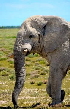 Elephant in etosha Stock Photos