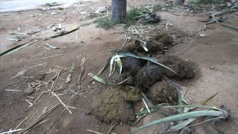Elephant excrements on the ground. Stock Footage 94518653