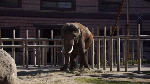 Elephant exploring its habitat at Kiev Zoo in sunny afternoon Stock Footage 297362017