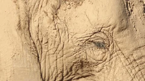 Elephant Eye Close Up Stock Footage 10597665