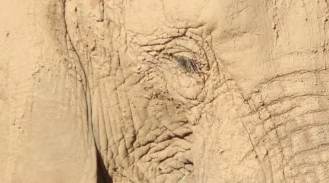 Elephant Eye Close Up Stock Footage 10598319