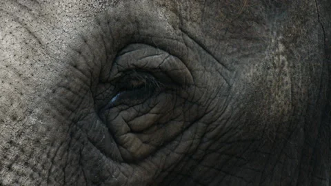 Elephant eye close up Stock Footage 133215482