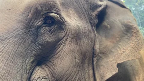 Elephant eye close-up, looks at camera Stock Footage 247077560