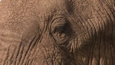 Elephant Eye Close Up Macro Shot 4k African Wildlife Texture Detail 库存影片 338258843