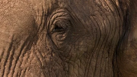 Elephant Eye Close Up Macro Shot 4k African Wildlife Footage Видео 338258859