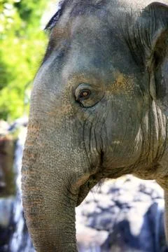 Elephant eye close-up Stock Photos