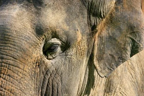 Elephant eye close-up Stock Photos