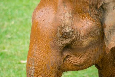 Elephant eye close up Stock Photos