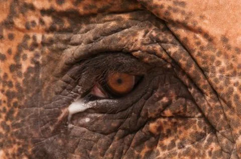 Elephant Eye cut Stock Photos