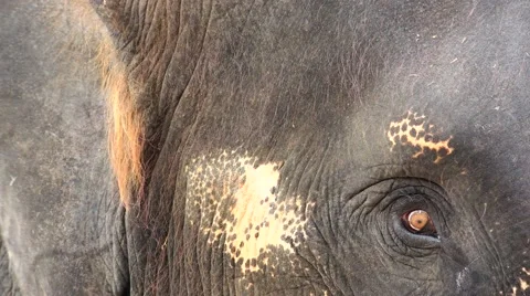 Elephant. Eye, ear. The overall plan. Stock Footage 48572952