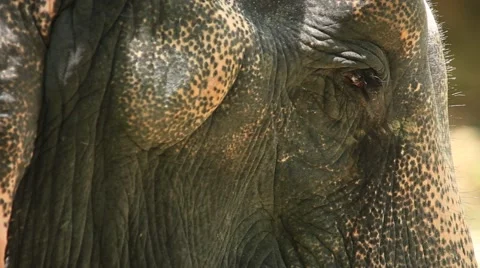 Elephant eye 스톡 동영상 65886016