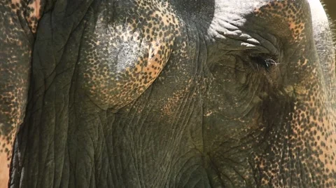 Elephant eye 스톡 동영상 65886137