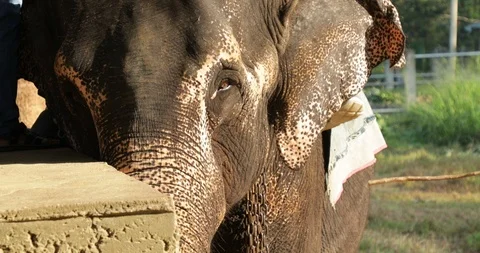 Elephant eye Stock Footage 86622314