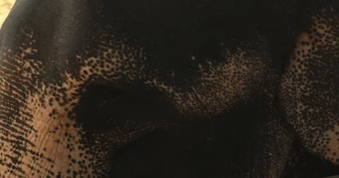 Elephant eye Stock Footage 86622701