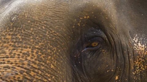 Elephant Eye Stock Footage 120545894