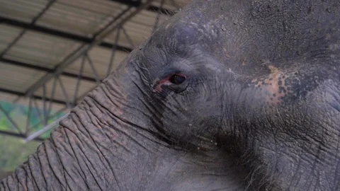 Elephant Eye Stock Footage 120545986