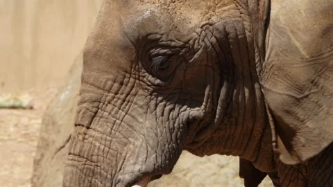 Elephant eye Stock Footage 197742041