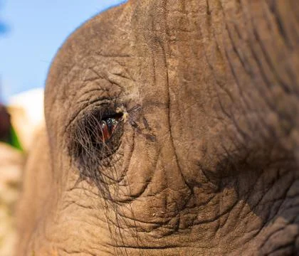 Elephant eye 스톡 사진