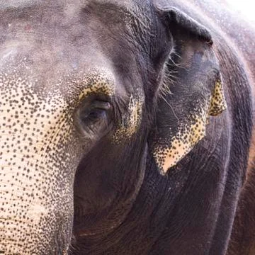 Elephant eye Stock Photos