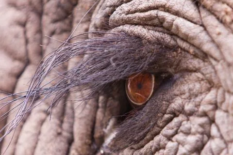 Elephant eye Stock Photos