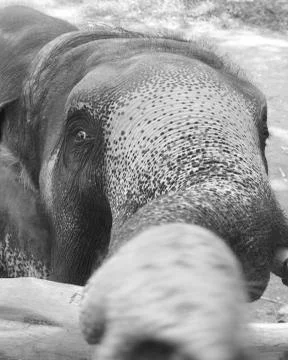 Elephant eye Stock Photos