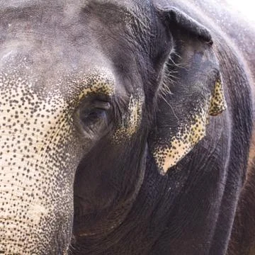 Elephant eye Stock Photos