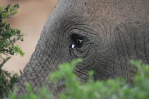 Elephant Eye Stock Photos