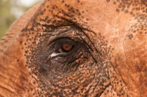 Elephant Eye Stock Photos