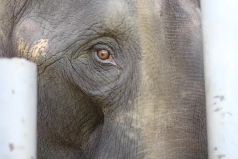 Elephant eye 写真素材