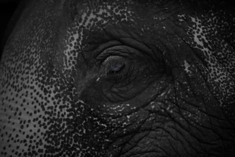 The Elephant Eye side on Stock Photos