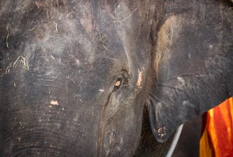 Elephant eyes Stock Photos