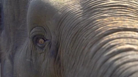 Elephant eyes from Right eye to Left eye, looking right into you  Stock Footage 289780960