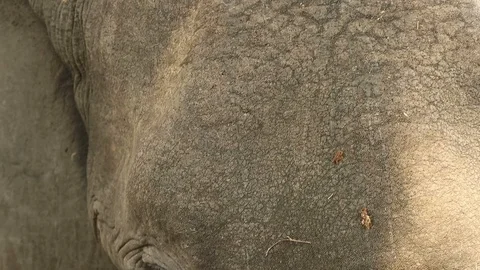Elephant face close up 1 Stock-Footage 119241510