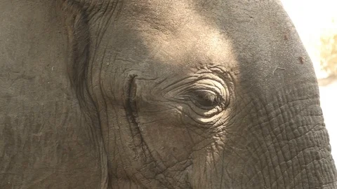 Elephant face close up 3 스톡 동영상 119241832