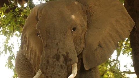 Elephant face close up 4 스톡 동영상 119241788