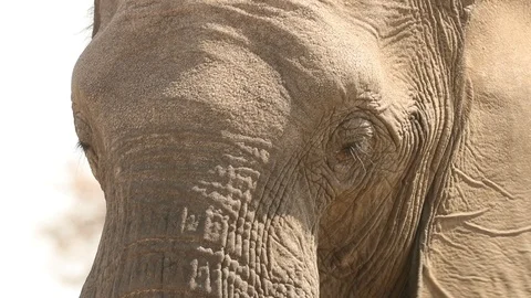 Elephant face close up 5 스톡 동영상 119242534