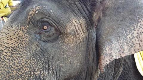 Elephant face close-up, elephant eye with eyelashes. Stock Footage 107077893