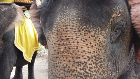 Elephant face close-up, elephant eye with eyelashes. Stock Footage 107079235