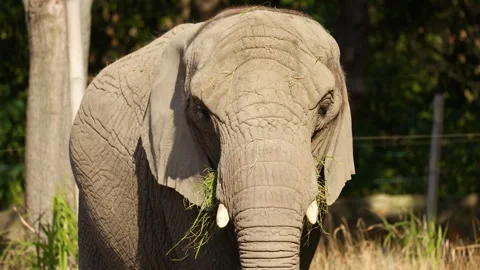 The Elephant face close-up. An elephant is standing and chewing grass. Stock Footage 252152918