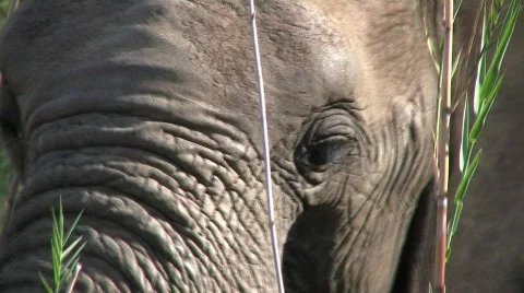 Elephant Face Close Up Stockbeeldmateriaal 286891