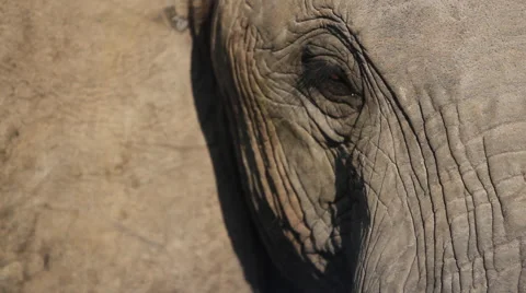 Elephant Face Close Up Video stock 41639032