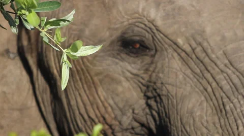 Elephant Face Close Up Stock Footage 41639039