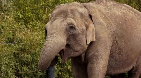 Elephant Face Close up Video stock 48844859