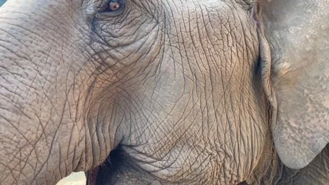 Elephant face close-up Stock Footage 247077504