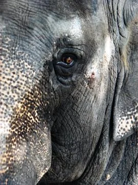 Elephant Face Close Up Foto stock