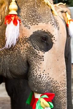 Elephant face close up Foto stock