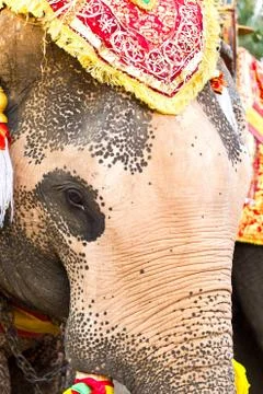 Elephant face close up Stock Photos
