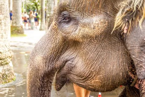 Elephant face in a close 스톡 사진