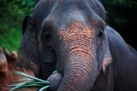 Elephant face close up shot colored  Stock Photos