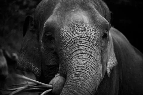 Elephant face close up shot Stock Photos